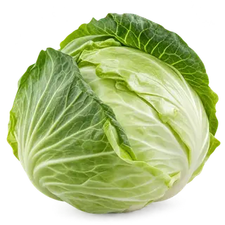 Cabbage