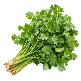 Coriander leaves