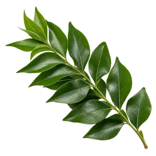 Curry leaves