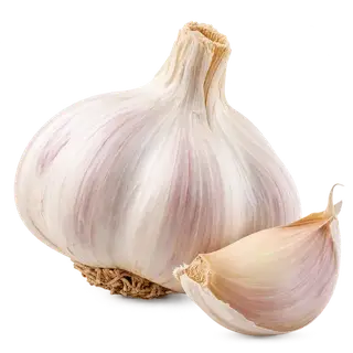 Garlic