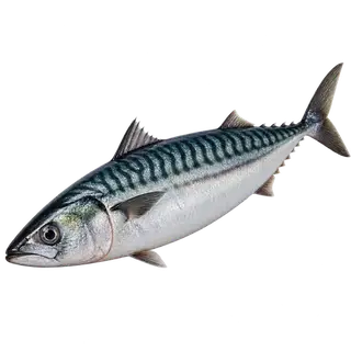 Mackerel