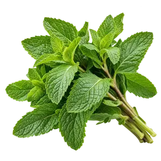 Mint leaves