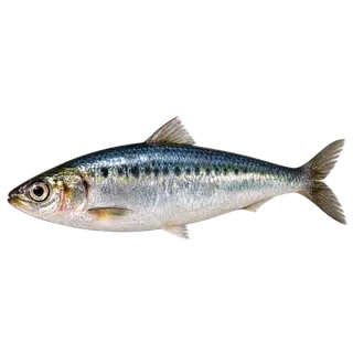 Sardine fish