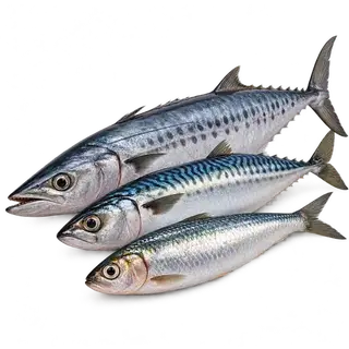 Fish